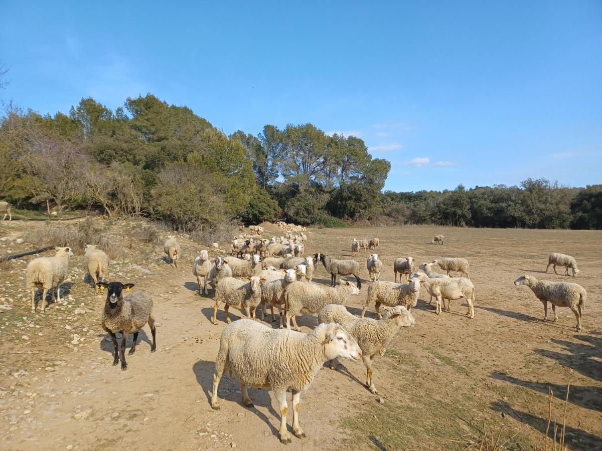 3Natura Avinyonet de Puigventós Eksteriør billede